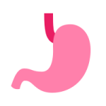 Stomach & Digestion